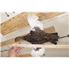 Image 7 : Life-sized Flying WILLOW PTARMIGAN Bird on a Wood Wall Hanger