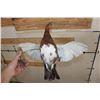 Image 8 : Life-sized Flying WILLOW PTARMIGAN Bird on a Wood Wall Hanger