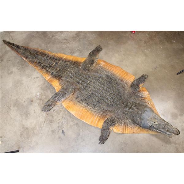 CROCODILE Hide with its Head, Claws, and Feet