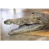 Image 4 : CROCODILE Hide with its Head, Claws, and Feet