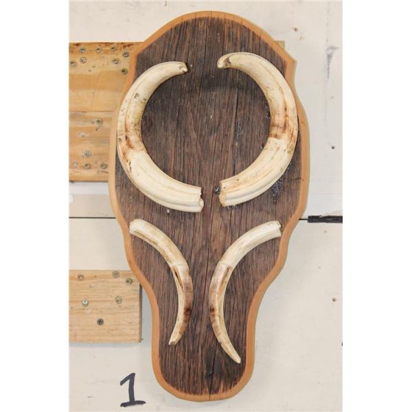 Big Set of WARTHOG Tusks on a Rustic Wooden Plaque