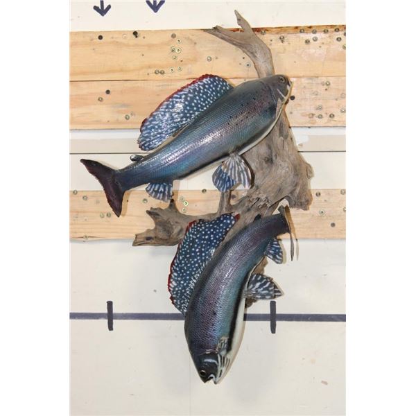 2 *Real Skin* Artic GRAYLING Fish on a Driftwood Wall Hanger