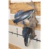 Image 2 : 2 *Real Skin* Artic GRAYLING Fish on a Driftwood Wall Hanger