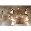 Image 1 : (1) REEDBUCK Back Hide, (1) BUSHBUCK Back Hide, and (1) IMPALA Back Hide (ONE$)