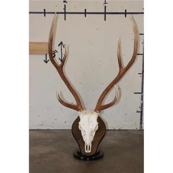 AXIS DEER Skull on a Wood Table Pedestal with All its Teeth