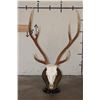 Image 1 : AXIS DEER Skull on a Wood Table Pedestal with All its Teeth