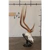 Image 2 : AXIS DEER Skull on a Wood Table Pedestal with All its Teeth