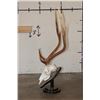 Image 3 : AXIS DEER Skull on a Wood Table Pedestal with All its Teeth