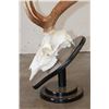 Image 4 : AXIS DEER Skull on a Wood Table Pedestal with All its Teeth