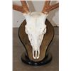 Image 5 : AXIS DEER Skull on a Wood Table Pedestal with All its Teeth