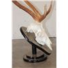 Image 6 : AXIS DEER Skull on a Wood Table Pedestal with All its Teeth
