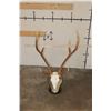 Image 7 : AXIS DEER Skull on a Wood Table Pedestal with All its Teeth