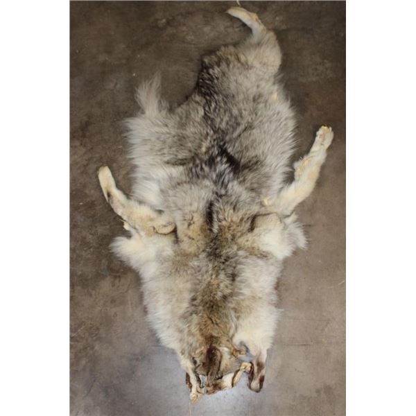 Partial WOLF Hide Pelt