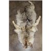 Image 1 : Partial WOLF Hide Pelt