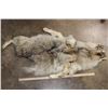 Image 2 : Partial WOLF Hide Pelt