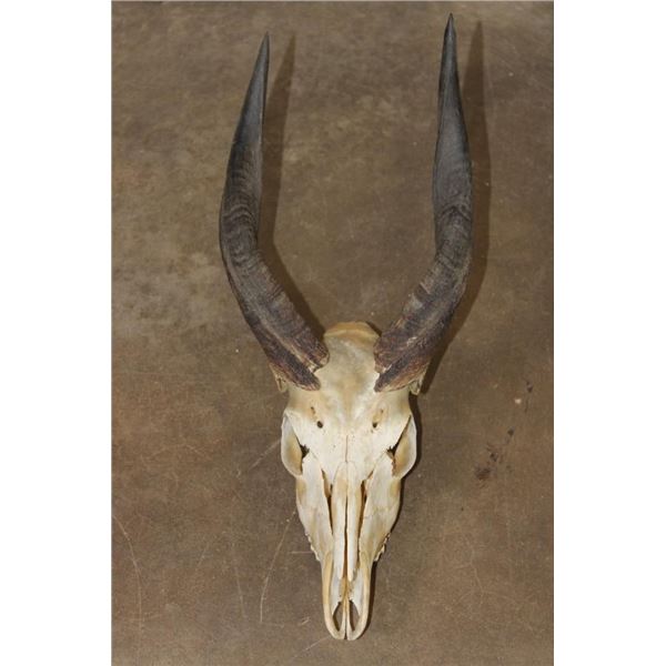 BUSHBUCK Skull with All its Teeth