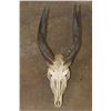 Image 1 : BUSHBUCK Skull with All its Teeth