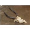 Image 4 : BUSHBUCK Skull with All its Teeth