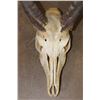 Image 5 : BUSHBUCK Skull with All its Teeth