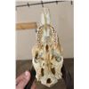 Image 6 : BUSHBUCK Skull with All its Teeth