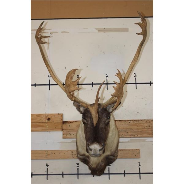 27-Point CARIBOU Shoulder Mount
