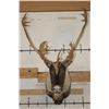 Image 1 : 27-Point CARIBOU Shoulder Mount