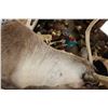 Image 7 : 27-Point CARIBOU Shoulder Mount