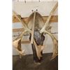 Image 9 : 27-Point CARIBOU Shoulder Mount