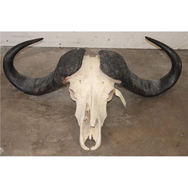 Big CAPE BUFFALO Skull