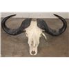 Image 1 : Big CAPE BUFFALO Skull