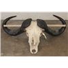Image 2 : Big CAPE BUFFALO Skull