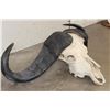 Image 4 : Big CAPE BUFFALO Skull