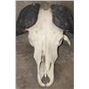 Image 5 : Big CAPE BUFFALO Skull