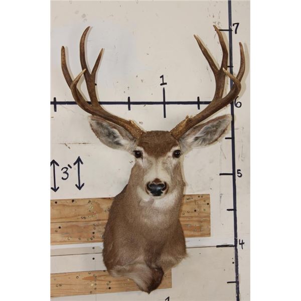 9-Point MULE DEER Shoulder Mount