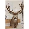 Image 1 : 9-Point MULE DEER Shoulder Mount