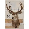 Image 2 : 9-Point MULE DEER Shoulder Mount