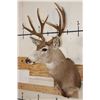 Image 3 : 9-Point MULE DEER Shoulder Mount