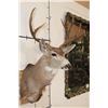 Image 4 : 9-Point MULE DEER Shoulder Mount