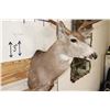 Image 5 : 9-Point MULE DEER Shoulder Mount