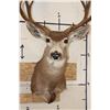 Image 6 : 9-Point MULE DEER Shoulder Mount
