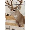 Image 7 : 9-Point MULE DEER Shoulder Mount