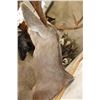 Image 8 : 9-Point MULE DEER Shoulder Mount
