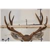 Image 9 : 9-Point MULE DEER Shoulder Mount