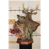 Image 11 : *Unique* "Kissing" DOE with Her 11-Point WHITETAIL DEER BUCK on a Wood Pedestal