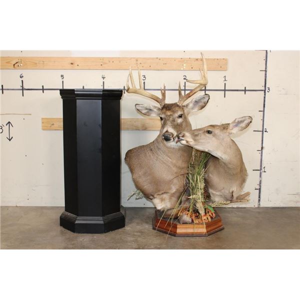 *Unique* "Kissing" DOE with Her 11-Point WHITETAIL DEER BUCK on a Wood Pedestal