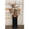 Image 2 : *Unique* "Kissing" DOE with Her 11-Point WHITETAIL DEER BUCK on a Wood Pedestal