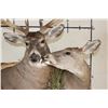 Image 4 : *Unique* "Kissing" DOE with Her 11-Point WHITETAIL DEER BUCK on a Wood Pedestal