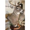 Image 6 : *Unique* "Kissing" DOE with Her 11-Point WHITETAIL DEER BUCK on a Wood Pedestal