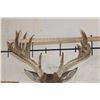 Image 11 : Big 18-Point WHITETAIL DEER Buck Shoulder Mount