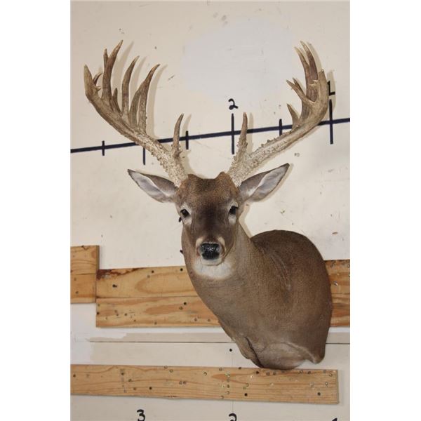 Big 18-Point WHITETAIL DEER Buck Shoulder Mount